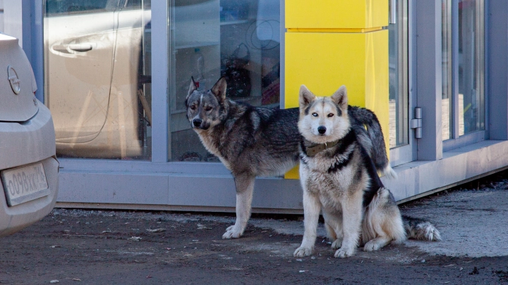 В Сочи мальчик, изувеченный хаски, снова дышит и говорит. Реабилитация продлится 10 лет