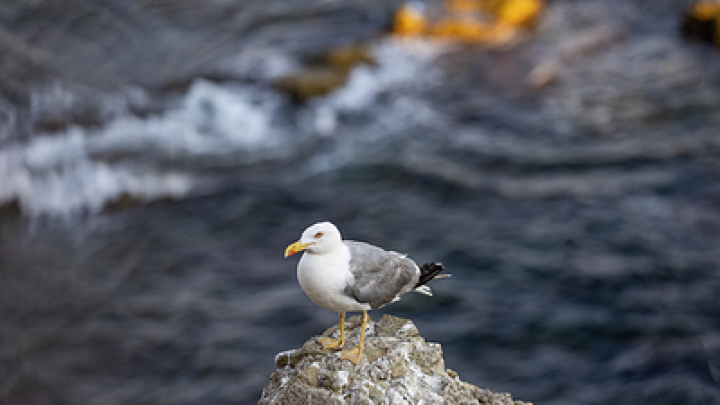 Military Watch: Россия станет первой страной, способной выполнять ядерные удары с моря