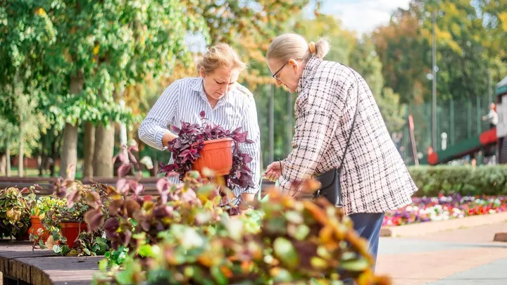 Украшавшие Москву летом растения передали в библиотеки и детские сады