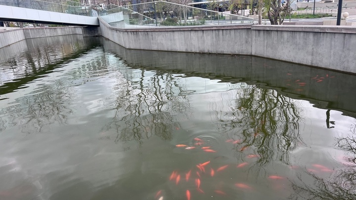 Жители Новороссийска до смерти закормили карпов в пруду парка им. Фрунзе