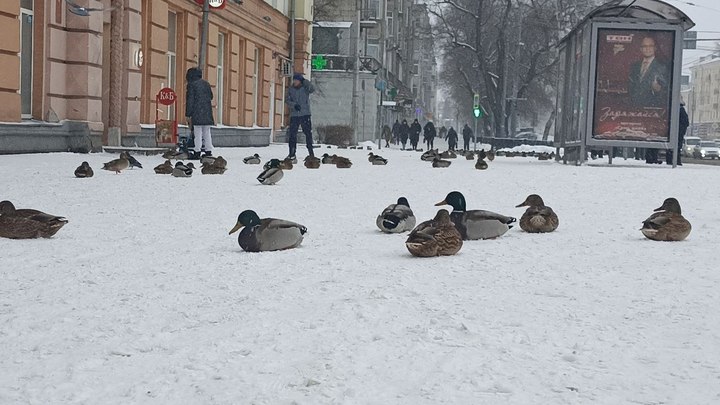 Штормовой ветер обрушится на Кузбасс 18 ноября