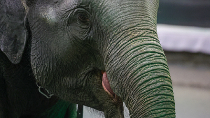 В хозяйстве пригодятся: Стало известно, как Путин отреагировал на королевский подарок президента Лаоса