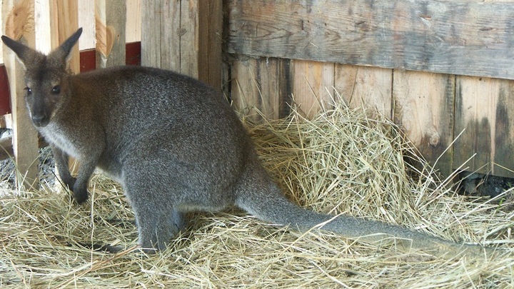 В Ростовском зоопарке выбрали имена двум серым самкам кенгуру