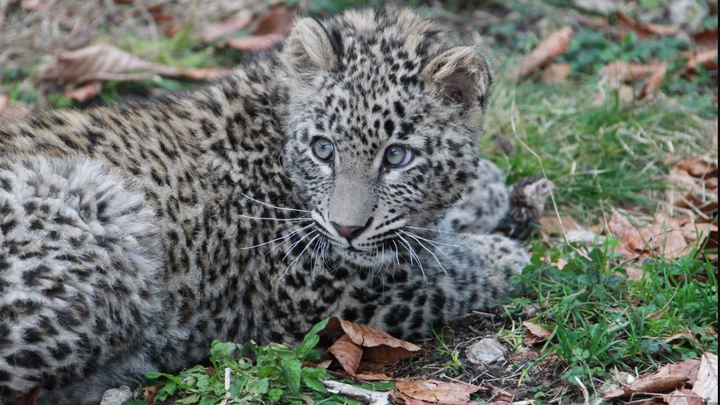 Котятам леопарда Шивы дали имена
