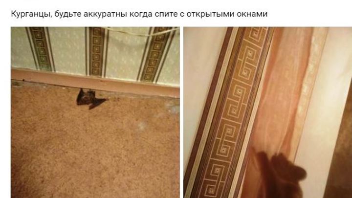 Курганцы напуганы: в открытые окна залетают летучие мыши