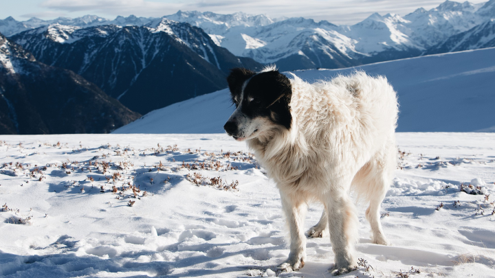 Испанскую горнолыжницу накрыло лавиной вместе с собакой в горах Андорры