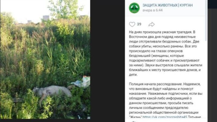 Они могли стрелять ради забавы!: в Кургане догхантеры убивают собак