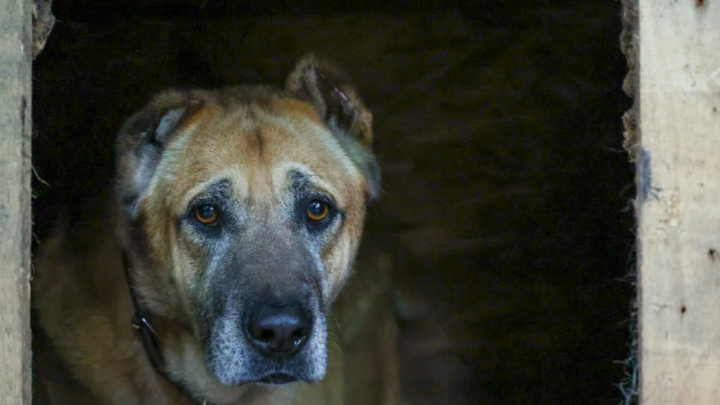 Трогательное спасение собаки в Подмосковье: Питомец едва не затонул в колодце