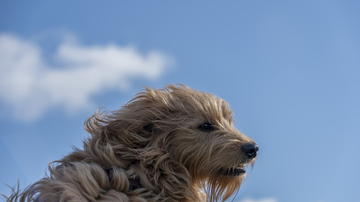 Пасмурно, временами собаки: Прогноз погоды обернулся конфузом в прямом эфире