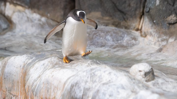 Секундное видео о пингвине заставит переживать сильнее, чем боевик
