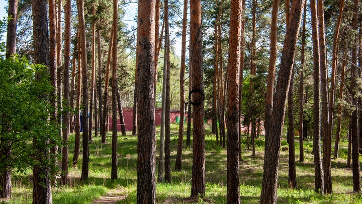 Депутат Коган высказался о вырубке леса в Видном: Неприятно и небезопасно