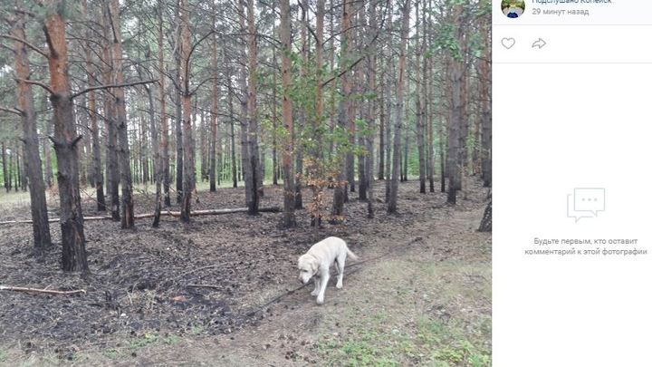 Неизвестные разумно подпалили копейский бор в Челябинской области