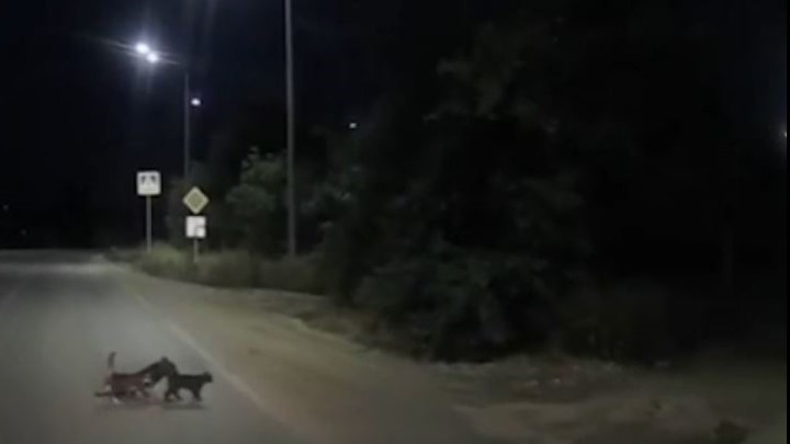 В Челябинской области на видео попали две кошки, которые переводили хромого пса через дорогу