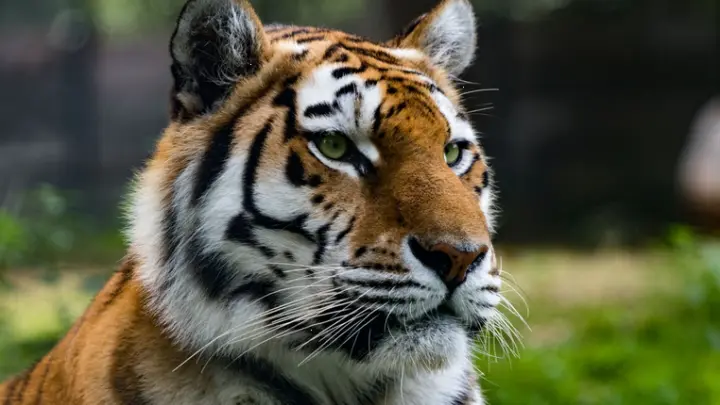 В Индии 27-летний ветеринар обезвредила тигра-людоеда