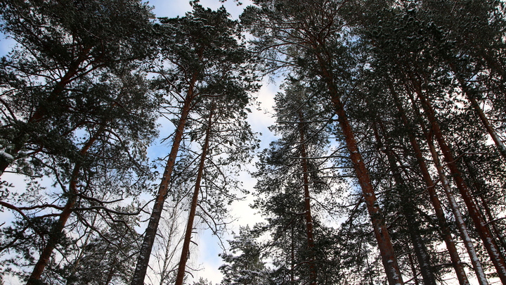 Мэрия Новосибирска спросила горожан о будущем Соснового бора