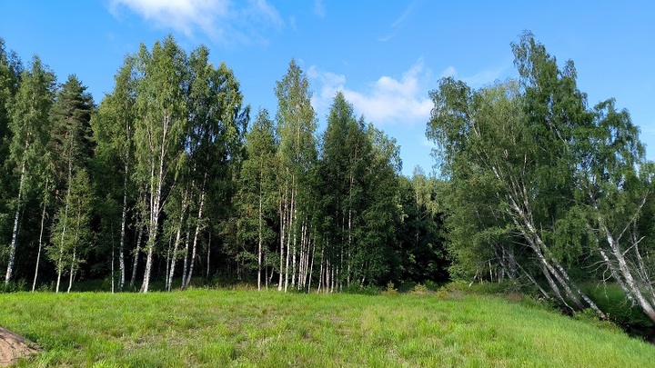 Опасный сорняк нашли в Нижегородской области