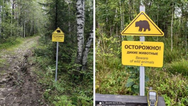 Туристов на Таганае предупреждают о встречах с медведем