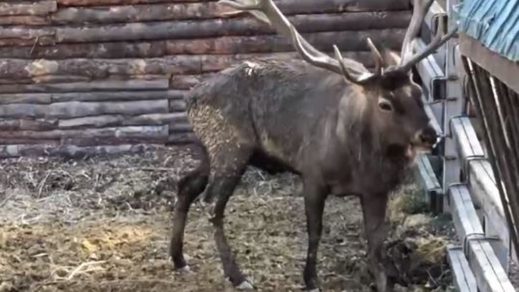 Благородный олень изюбрь. Благородный олень (cervus elaphus). Олень. Плачущий олень. Европейская лань.