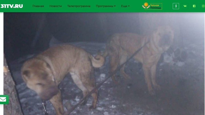 Хуже животных: в Челябинской области на морозе оставили пару шарпеев