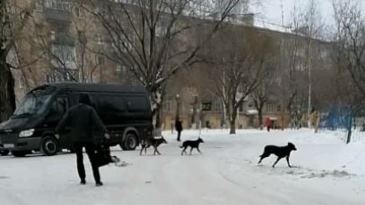 От укусов спас портфель: в Златоусте свора собак напала на девочку