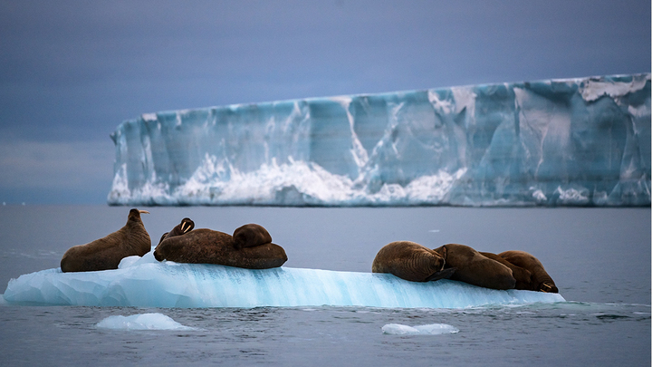 Science: Арктика рискует лишиться льда в весьма короткие сроки
