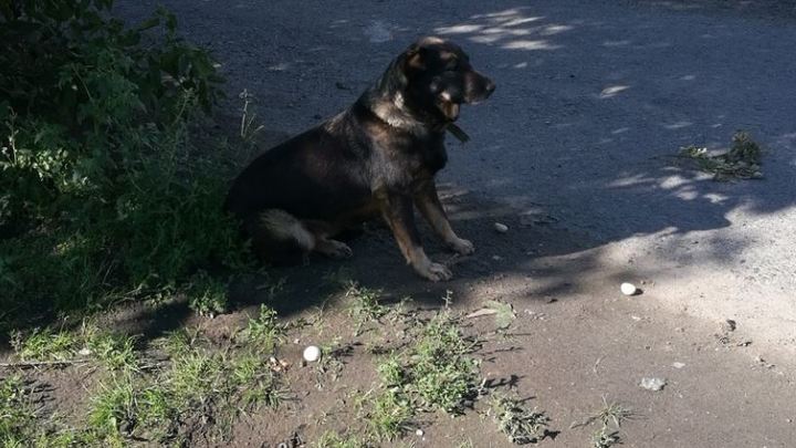 В Кургане появился свой Хатико: собака ждет хозяйку, которую увезли на скорой