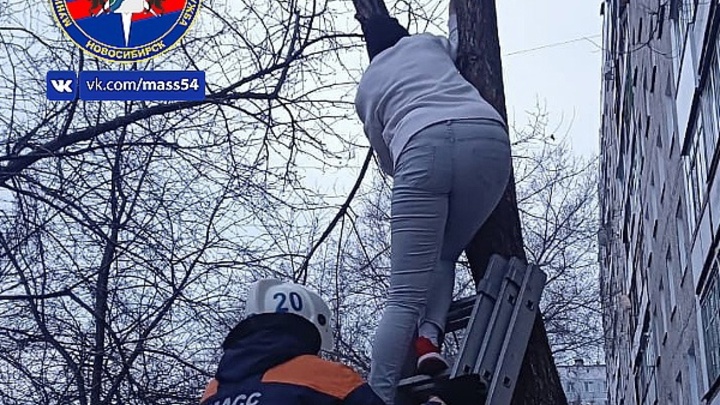 В Новосибирске спасение застрявших на дереве женщины и кота сняли на видео