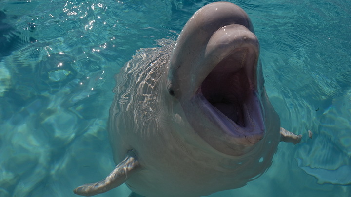 Дельфинам и косаткам дадут свободу. В Госдуме предлагают запретить вылов морских животных