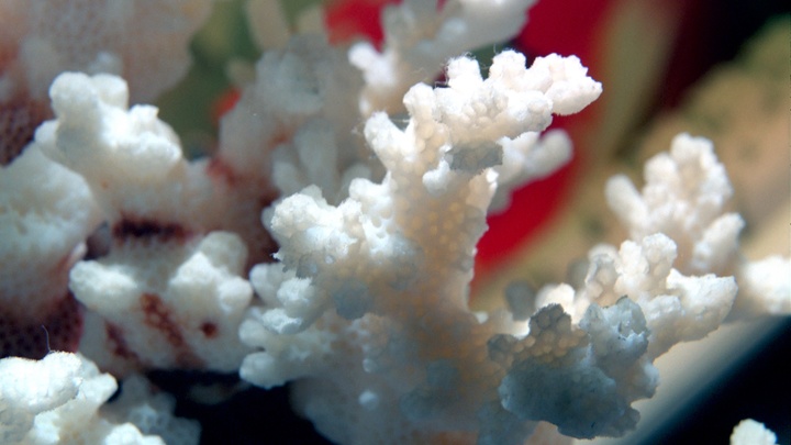 Возле Гренландии нашли особо нежные кораллы