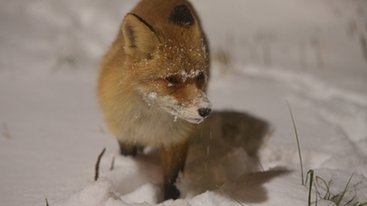 Челябинские туристы накормили лисицу блинами