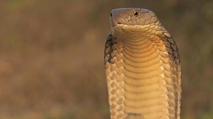 Вы не захотите с ними встречаться. Топ-5 самых смертоносных ядовитых животных в мире