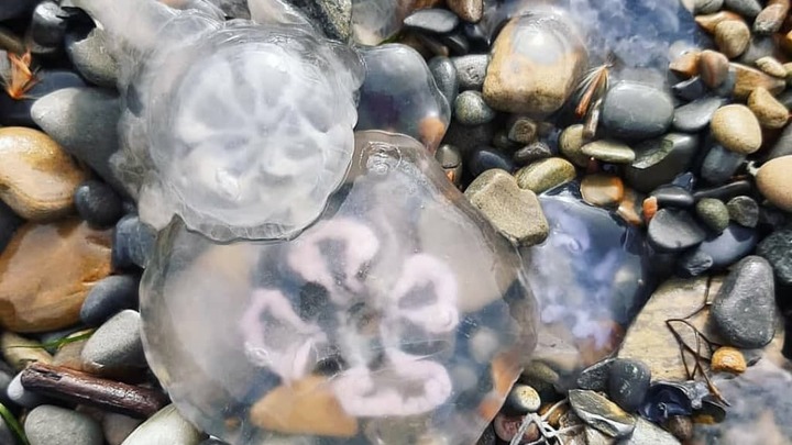 В Анапе из-за сильных морозов замерзли медузы