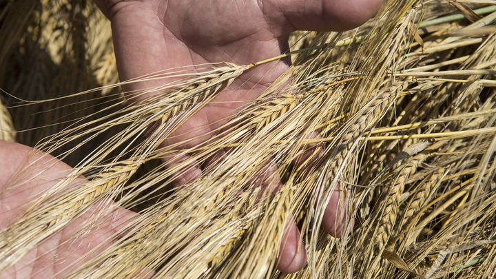 Ивановская область меняет ориентацию и становится аграрным регионом?