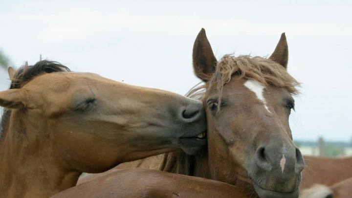Семь лошадей погибли при пожаре в Свердловской области