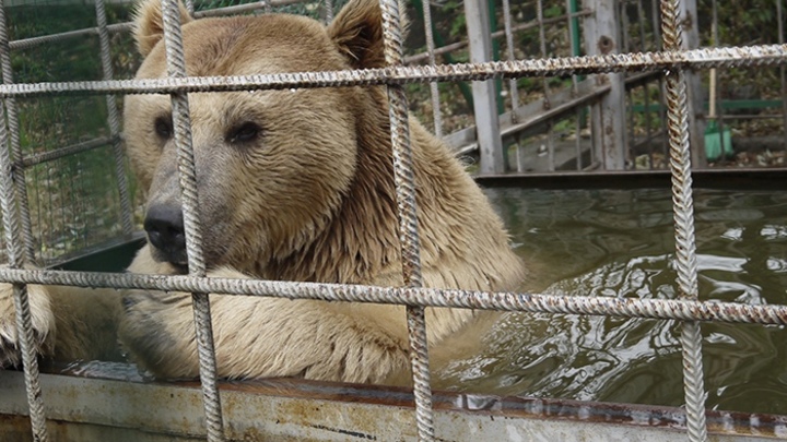 В челябинском зоопарке построятся новые вольеры — для кого