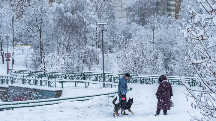 В Новосибирске активизировались догхантеры