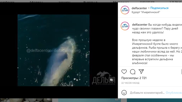В Сочи увидели дельфина-альбиноса