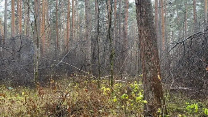 Заманил в лес: подробности расправы над мигранткой на Урале рассказали в МВД