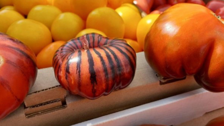 Полосатые помидоры выращивают на Кубани