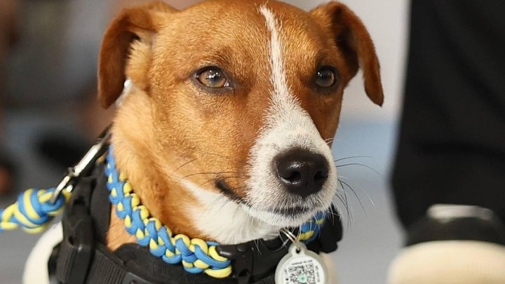 Киев распродаёт Украину. С молотка пустили даже миску пса-сапёра Патрона