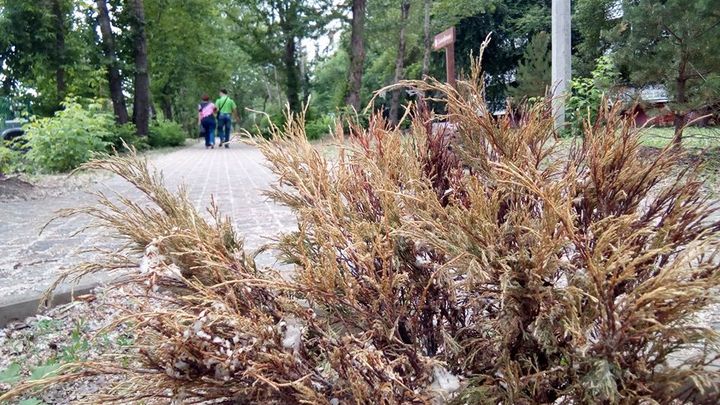 В Челябинске в новом сквере засыхают дорогие ели