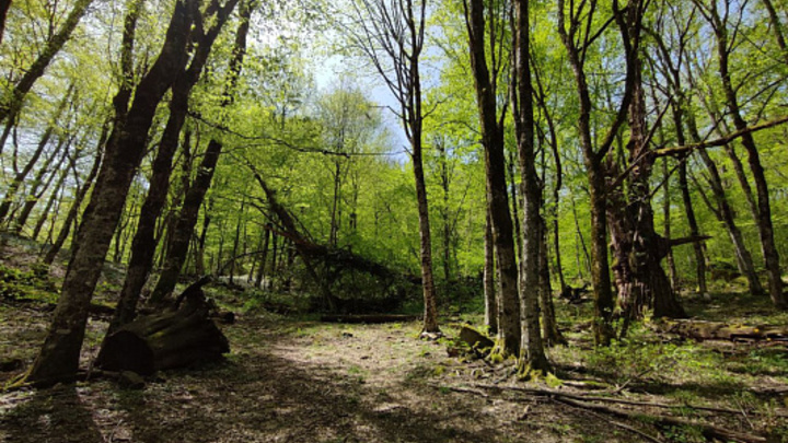 В Сочи с 1 мая вводится особый противопожарный режим