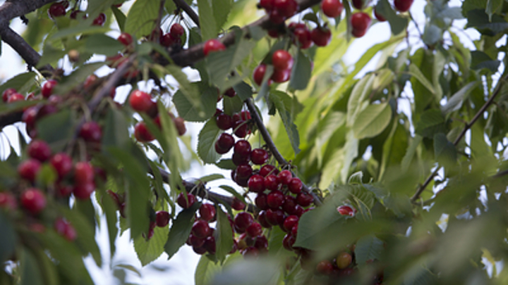 Аграрии из Мелитополя вновь начали поставки черешни в Крым: Блокада длилась 8 лет