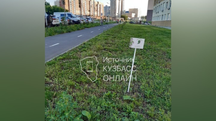 Высаженный Сад памяти в Кемерове оказался лужайкой
