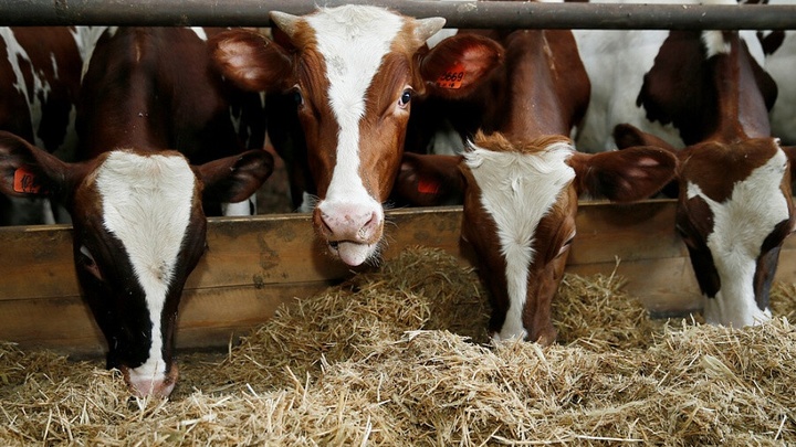 В Краснодарском крае произвели первый миллион тонн молока