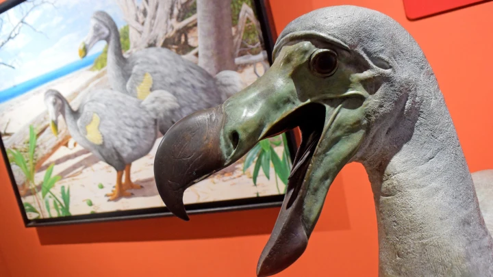 Лучше изучать эволюцию: Генетик рассказал, к чему приведёт воскрешение птицы Додо