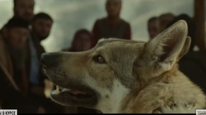 Четвероногий актёр переиграл всех: Новый русский фильм не оставит равнодушным никого