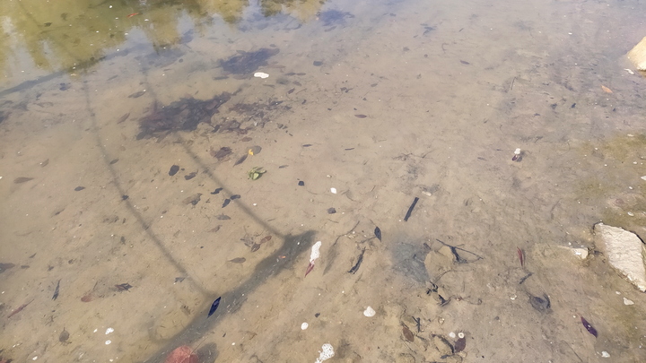 Жители Краснокамска пожаловались на кислотно-зеленую воду около дома