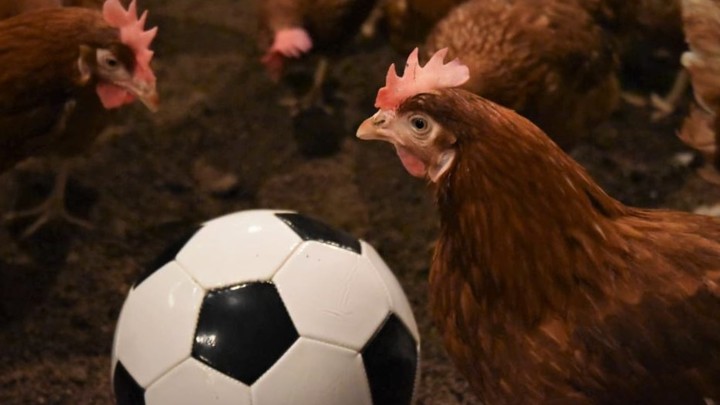 Японские учёные научились говорить с курицами. Но не сказали о чём