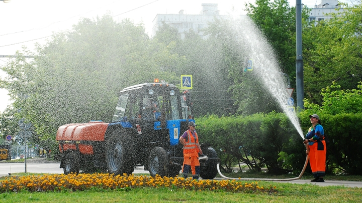 Почти 300 не прижившихся после высадки деревьев снесут в Чите
